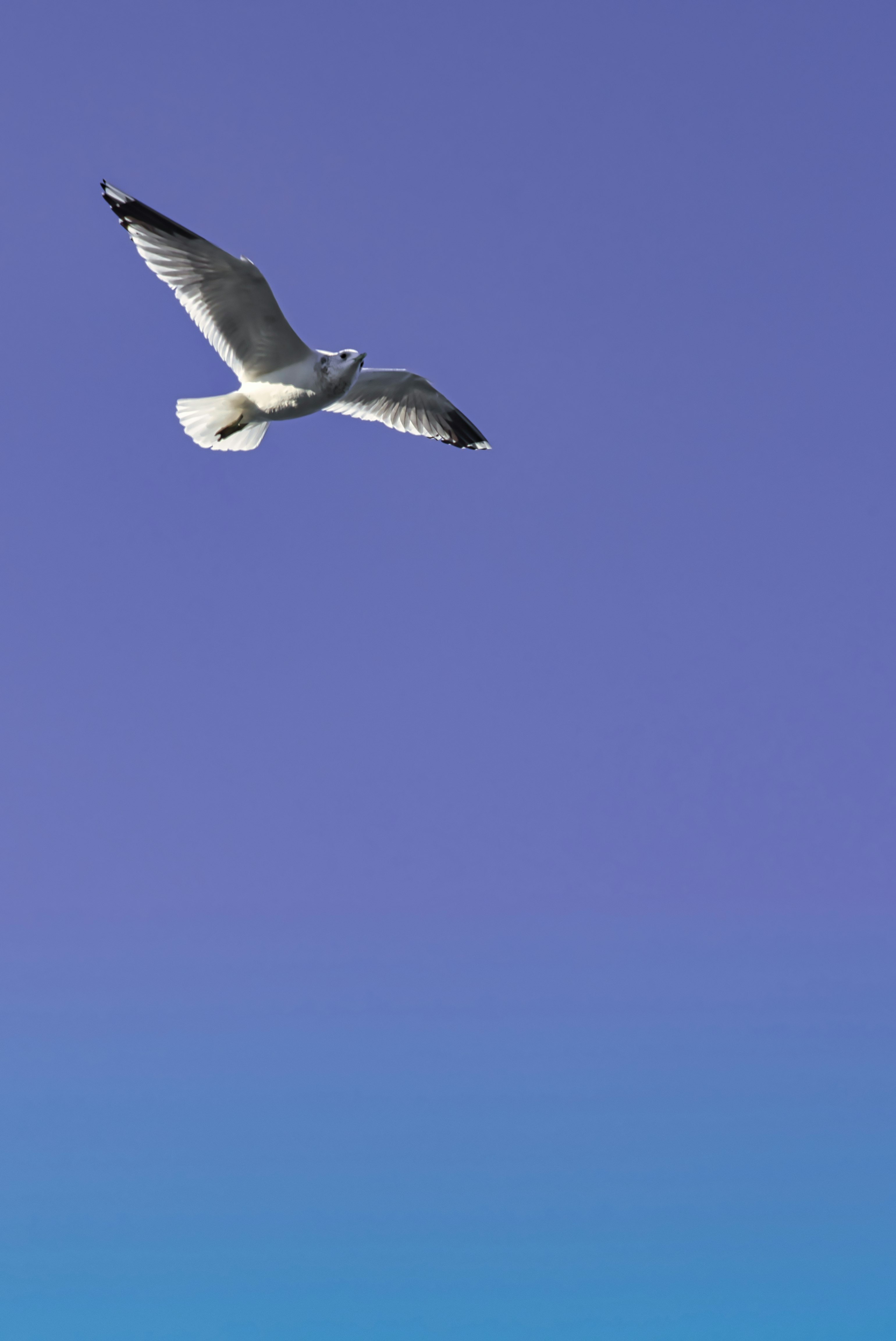 white bird flying under blue sky during daytime